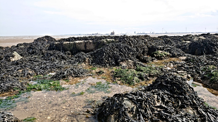 Piles of seaweed at the site of Grain Fort