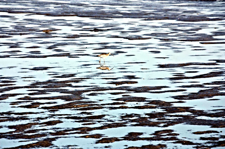 Curlew on the Roas Bank