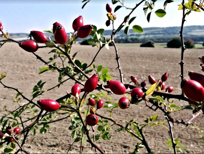 Looking out from Down Wood