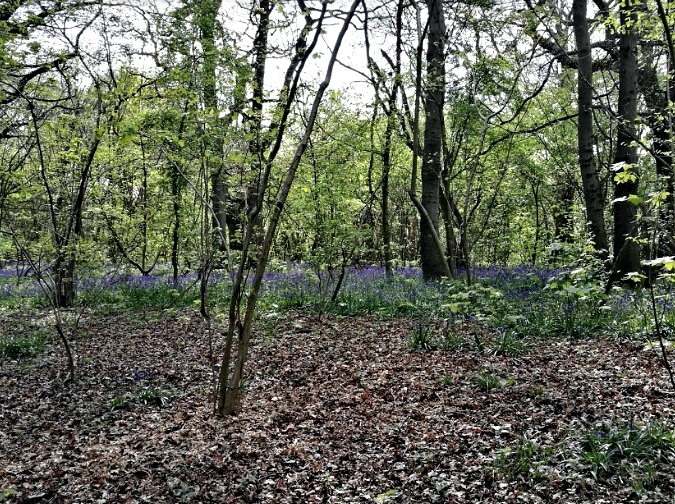 Bluebells in Harris’s Copse