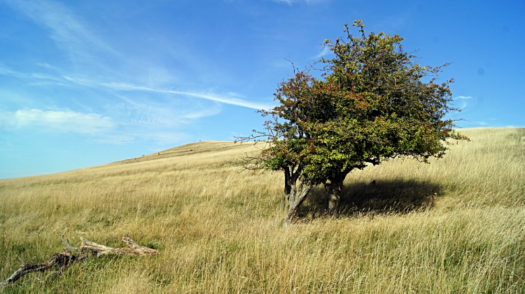 Lonesome Hawthorn on Gallows Hill