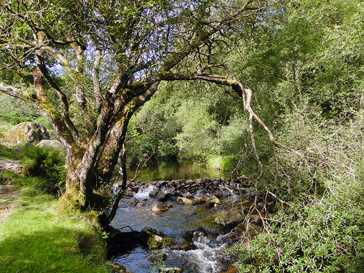 River Taw in Belstone Cleave