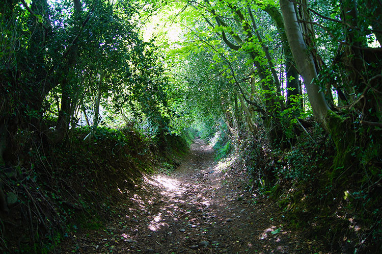 Climbing through the holloway into the woods