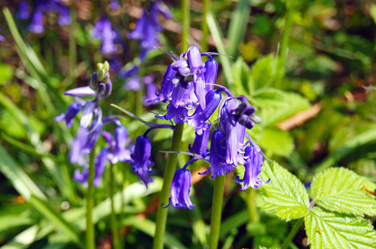 First sight of Bluebells beside the track