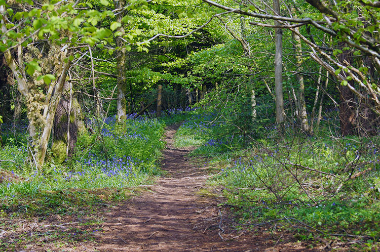 Side paths are everywhere in the woodland