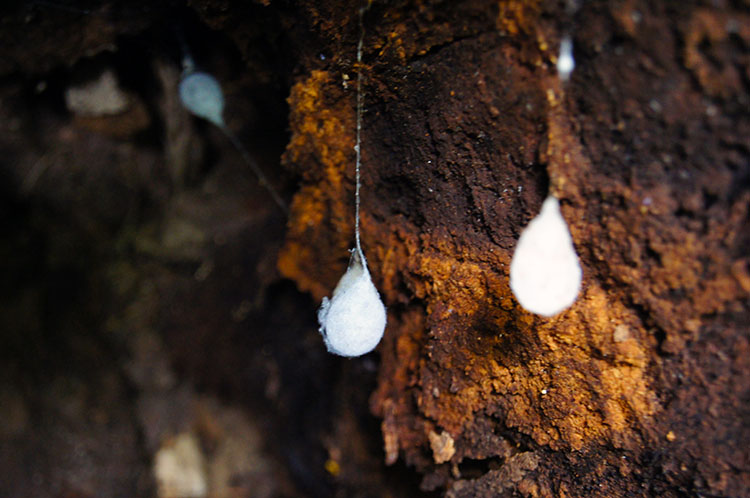 Silk droplets inside a hollow tree trunk