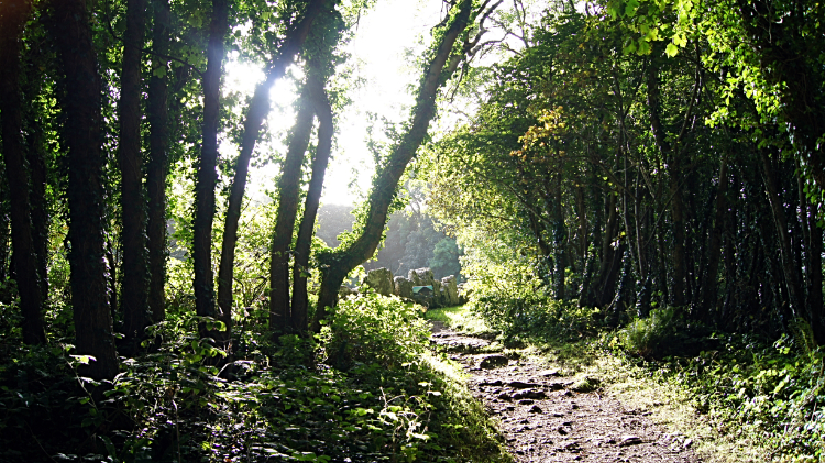 Woodland path to Din Lligwy