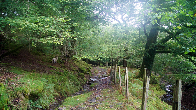 The trail at Rhiwddolion