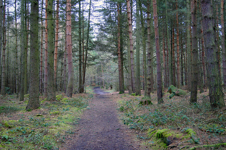Cottingley Wood