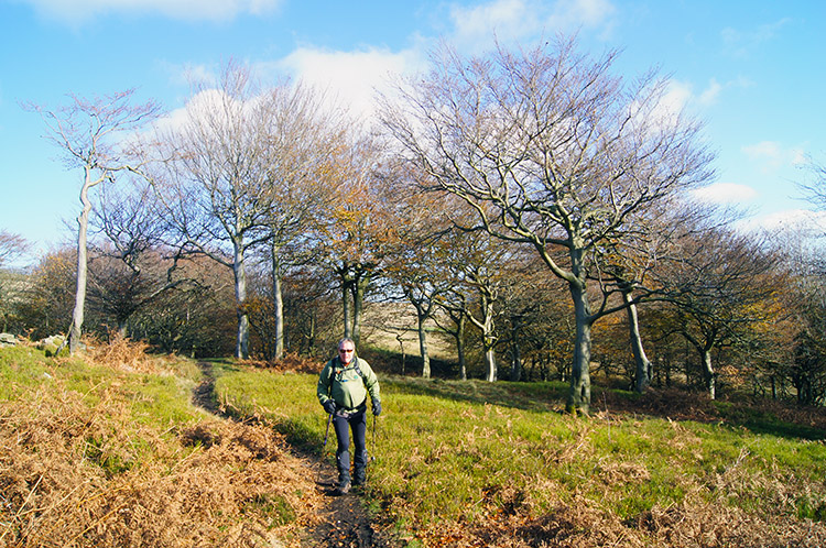 Woodland near Reap Hill Clough