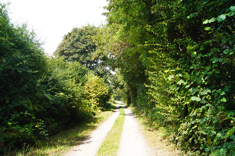 Mangrill Lane