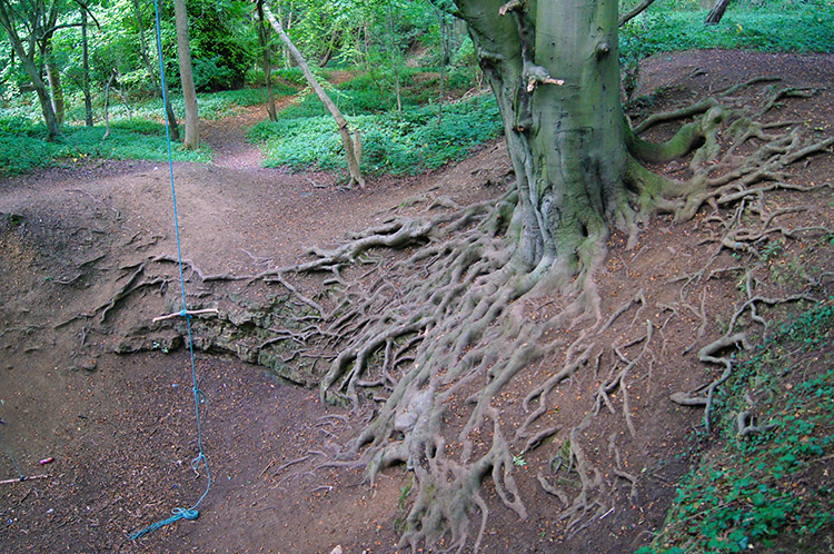 Exposed tree roots at Pompocali