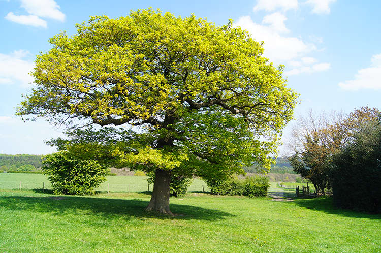 Oak in Spring