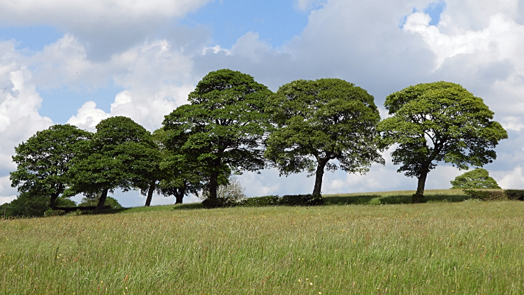 Line of trees near Middle Ox Heys