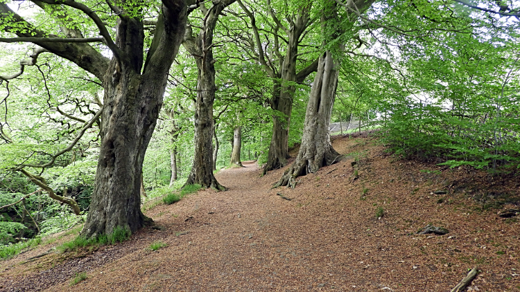 End of woodland path at Brow Lane, Shelf