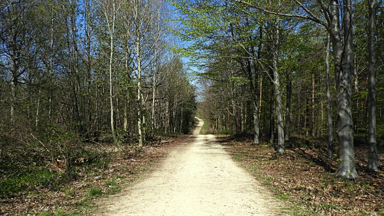 Path leading into Bramham Park