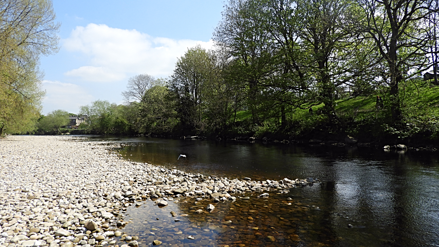 River Wharfe at East Holmes Fields